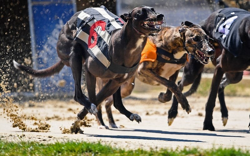 What You Need to Know About Greyhounds Betting Odds